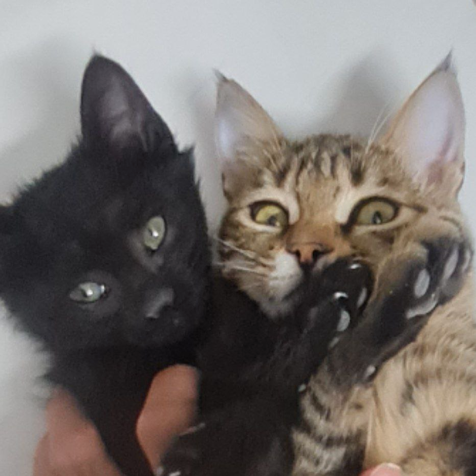 Coal and Coconut